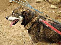 A ''Pure Mutt'' Alaskan Husky