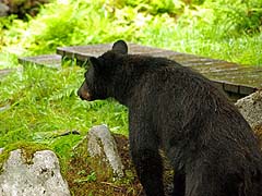 Yearling watching the path