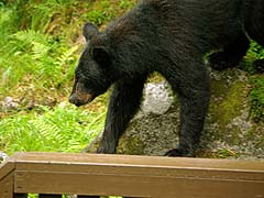 Yearling passes the observatory