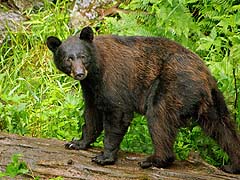 Mama bear checks us out