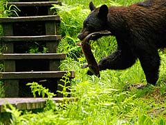 Yearling returns with a fish