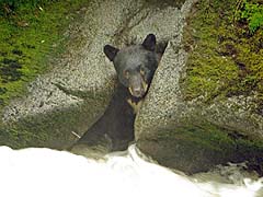 Bear Fishing
