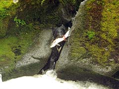 Bear Fishing