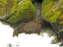 Bear Fishing