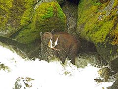 Bear Fishing