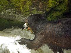 Bear Fishing