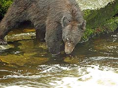 Bear Fishing