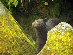 Bear on the hillside