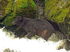Bear disposing of indigestible material