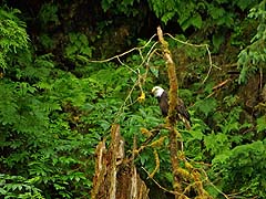 Eagle waiting for a meal