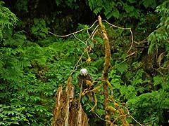 Eagle waiting for a meal