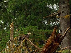 Eagle ready to swoop in