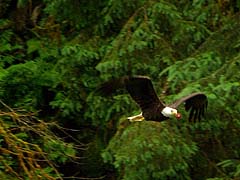 Eagle with a chunk of salmon