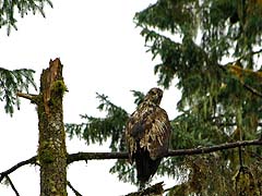 Eagle watching the photographer