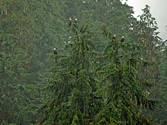 Eagles in tree, from the beach