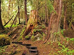 Stairs toward cabin, wrong direction