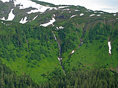 The tree line
