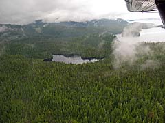 Tongass Forest