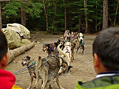 Dogs goofing around on their break