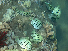 Convict Tangs, Reef off Ulua Beach, Wailea