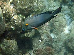 Goldring Surgeonfish, Honolua Bay