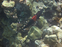 Could this be a parrotfish? Reef off Ulua Beach, Wailea
