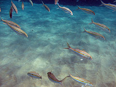 Yellowfin Goatfish, Black Rock
