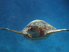 A less shy green turtle at Black Rock