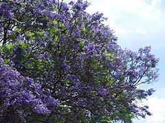 Jacaranda trees upcountry