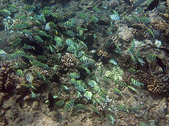 Convict Tang convention, Hulopoe Bay, Lana'i