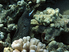 Whitemouth Moray Eel, Reef off Palauea Beach, Makena