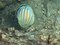 Ornate Butterflyfish, Reef off Ulua Beach, Wailea