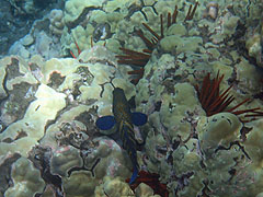 Peacock Grouper, Reef off Ulua Beach, Wailea