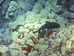 Peacock Grouper, Reef off Ulua Beach, Wailea