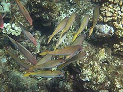 Yellowfin Goatfish school, Honolua Bay