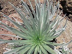 Silversword