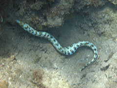 Reef off Ulua Beach, Wailea