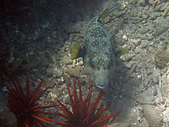 Spotted Puffer, Reef off Ulua Beach, Wailea