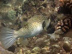 Stripebelly Puffer, Reef off Ulua Beach, Wailea
