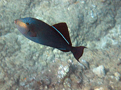 Black Triggerfish, Reef off Palauea Beach, Makena