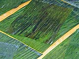 Rectangles cut from banana leaves, then wilted over flame