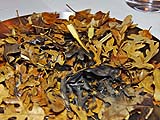 Sunchoke under charred oak leaves